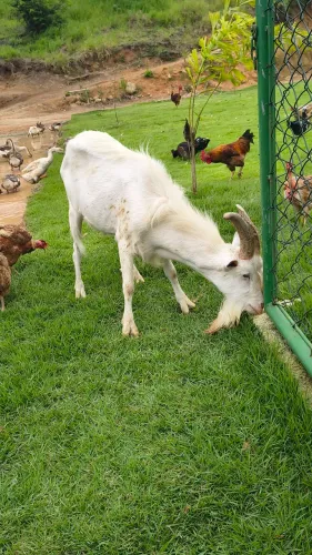 Bode e cabras