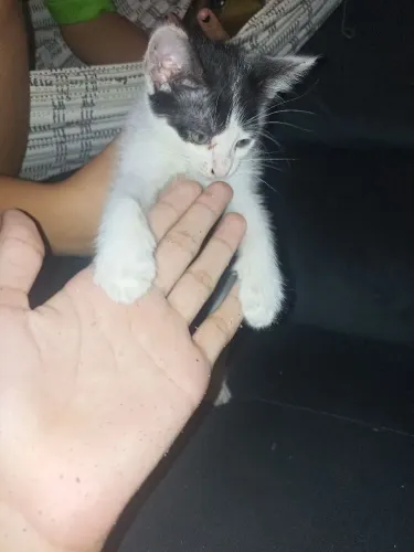 Gato filhote para doação 