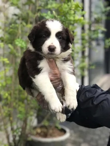 Border Collie: Personalidade, Energia e Muito Carinho
