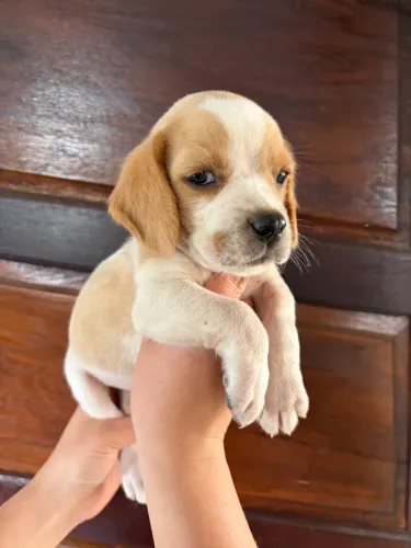 Beagle filhote 