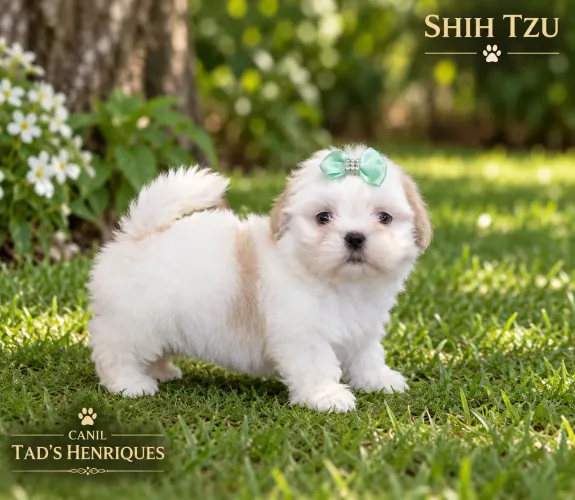 SHIH TZU - LINDOS BBS