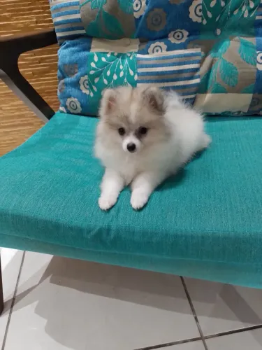 Spitz alemão Anão Fêmea  3.000 