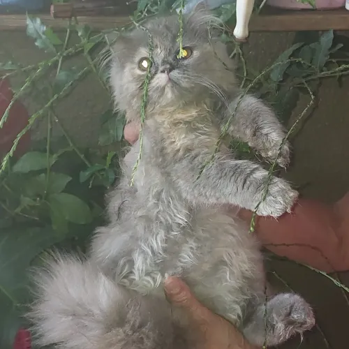 Linda gata persa fêmea com 80 dias rasa pura super fofa