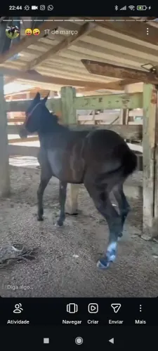 Burro manso 700
