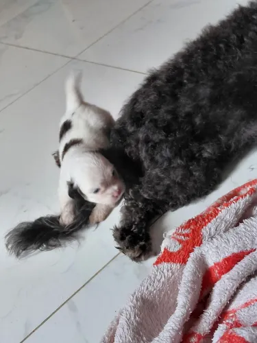 Vendo filhote de shitzu com poodlle