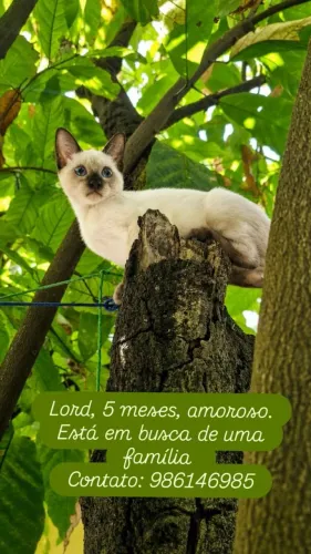 Gato siamês para adoção