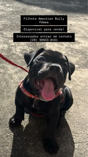 Filhote de American bully