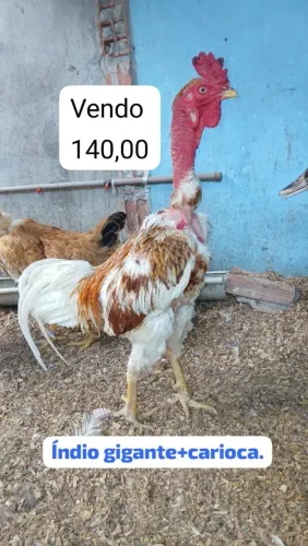 Galo índio gigante+ carioca