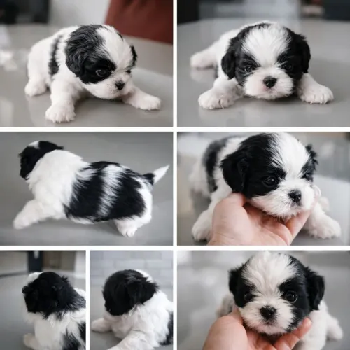 Shih Tzu
