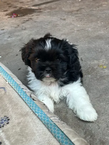 Filhote de shihtzu