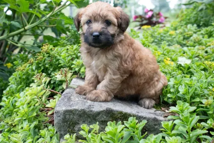LINDOS PELUDINHOS