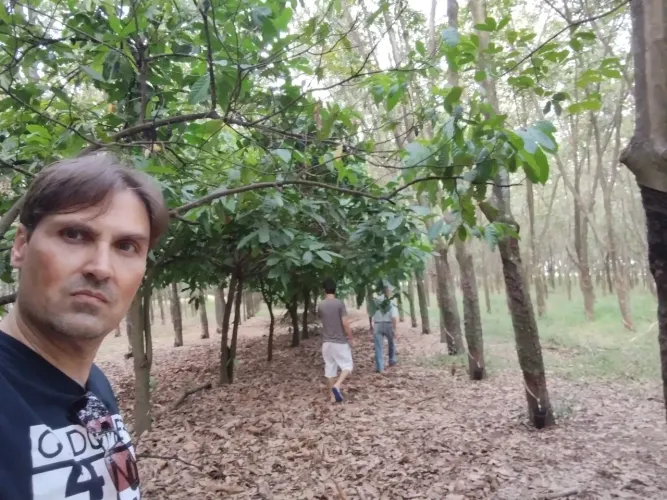 Sangrador de seringueira 