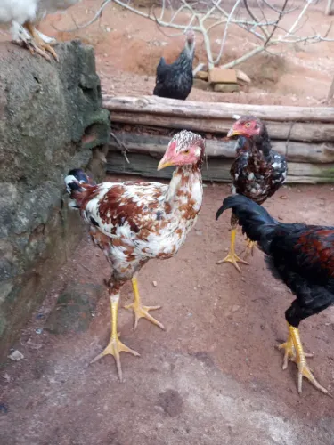 Vende-se frangos caipira com quatro meses.s.