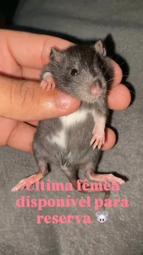 Rato Twister