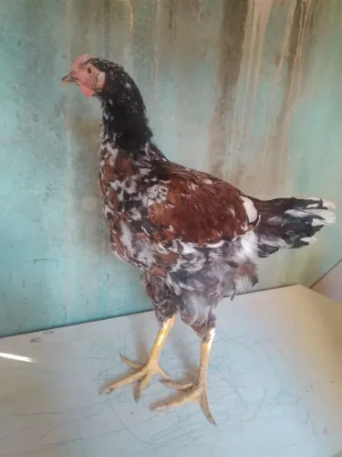 Frango GSB 