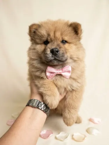 Chow chow linda fêmea disponivél