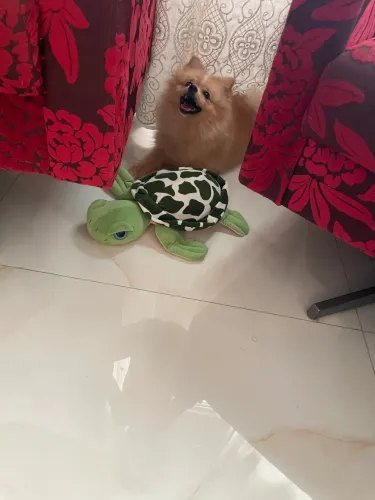 Vendo um Lulu de anos 2 anos macho motivo mudança !