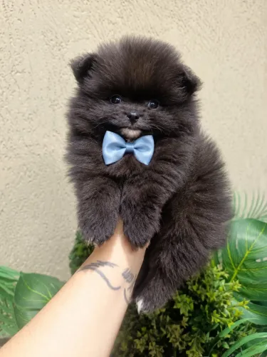 Spitz alemão macho black.