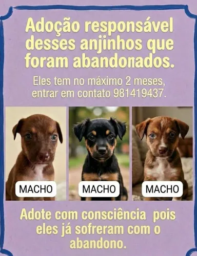 Adoção responsável