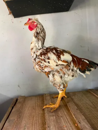 Frango GSB