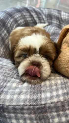 Filhote Shihtzu
