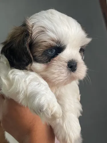 Cachorro de raça