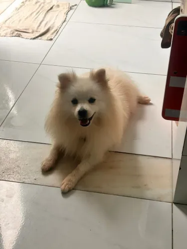 Cachorro Spitz alemão 