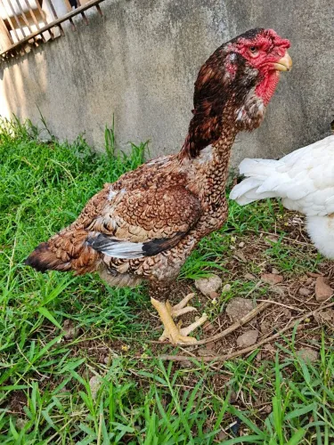 Calcutá 