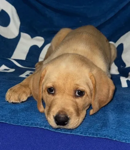 Labrador pura inteligencia