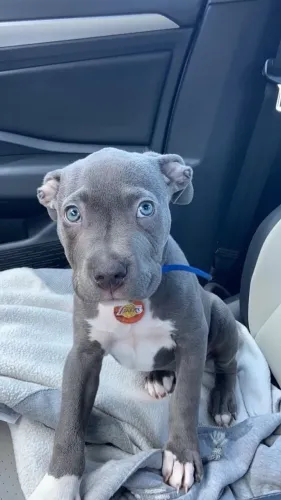 Pitbull - Filhotes Ideais Para Quem Busca Carinho 