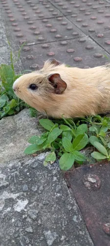 Porquinho da índia