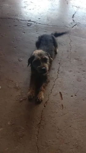 Estou doando cachorrinho 