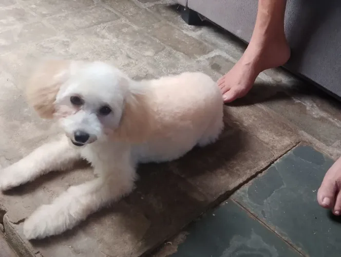 Cachorinha