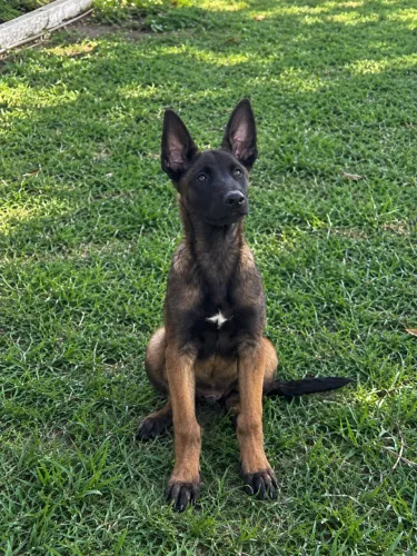 Filhote de Malinois
