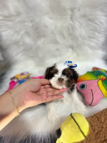 Shitzu