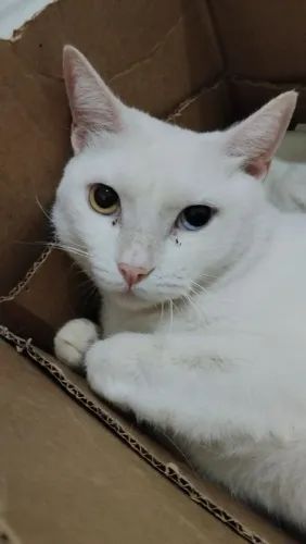 Gato doação conjunta