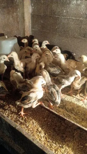 Vende-se Pintos carioca puro