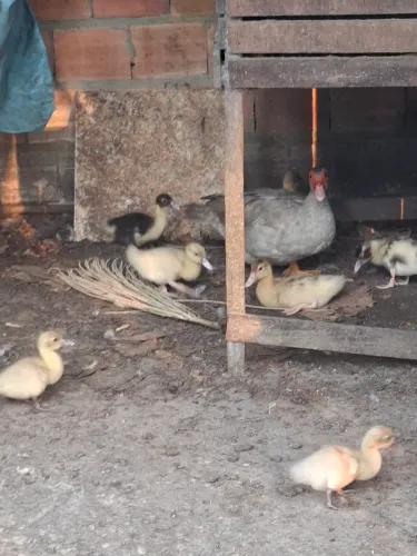 Vendo pata com 8 patinhos valor 150 reais e também tenho vários patos preços variados 