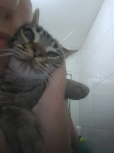 Doa-se uma gatinha meiga, rajada.
