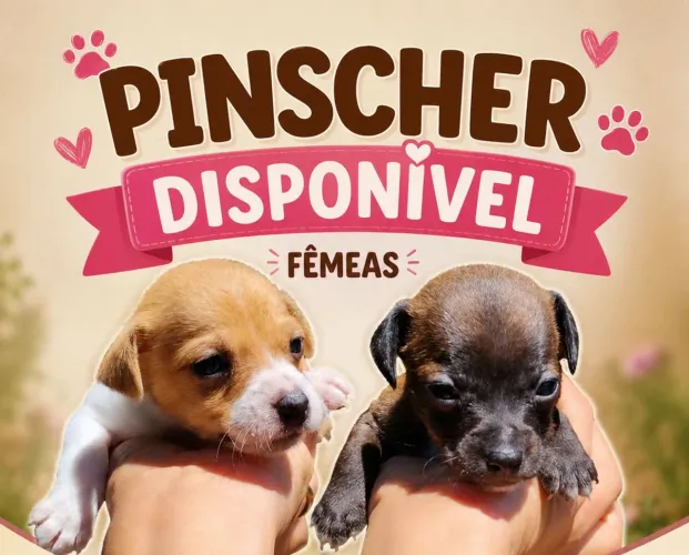 Pinscher