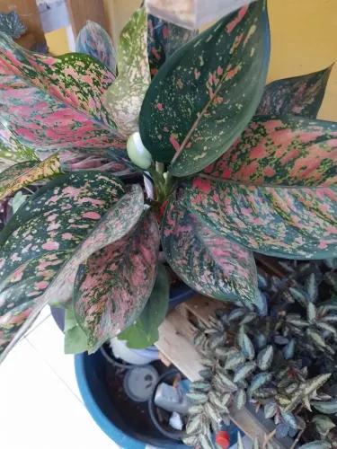 80rs planta Aglaomena crinson exótica