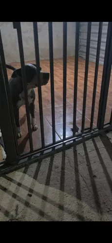 Pitt Bull para Adoção