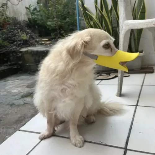 Focinheira Bico De Pato Silicone Cachorro