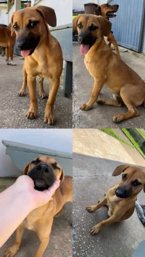 Adoção responsável