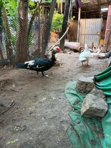 CASAL DE PATOS REPRODUTOR A VENDA