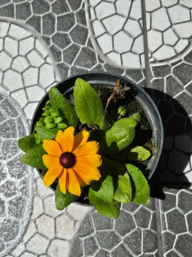 Flores
