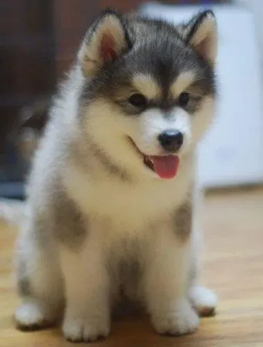 Bebês lindos de husky siberiano brinde o pedigree em seu nome ..