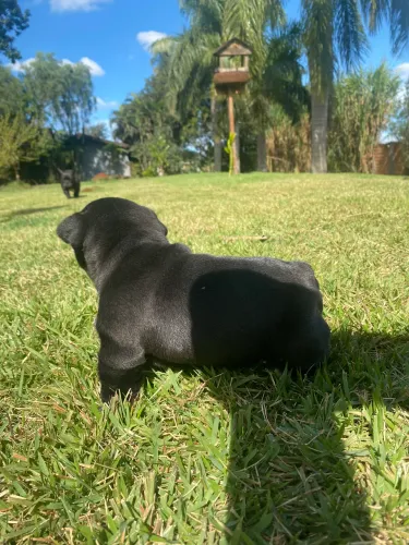 Buldogue francês