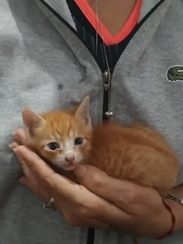 Gatinho pra doação