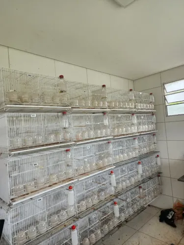 Vendo 20 Gaiolas usadas marca Gaiopar com lateral movel de 6 comedouros
